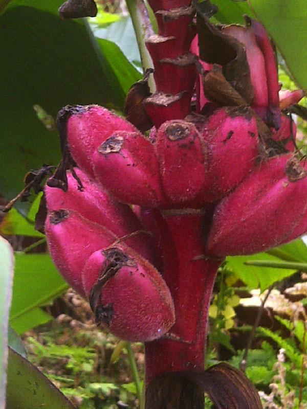Pink Bananaplants Musa valentino  Established small plants