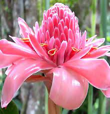 Pink Torch Ginger