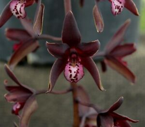 Cymbidium Australian Midnight 'Black Beauty"