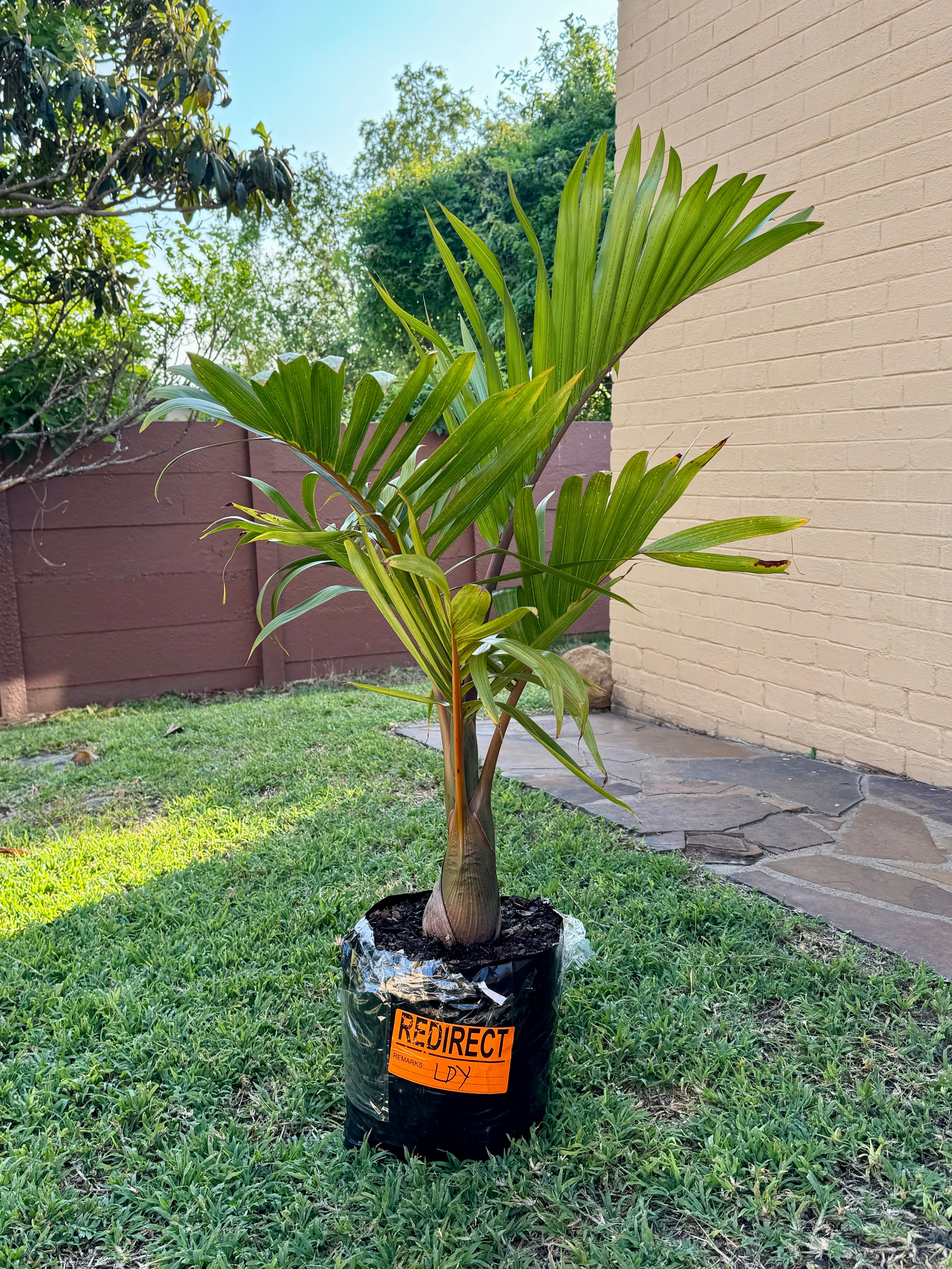 Bottle Palm Tree( Hyophorbe lagenicaulis) INCLUDES COURIER TO YOU