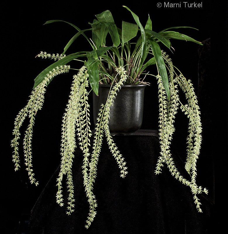 Coelogyne ( dendrochilum) simile