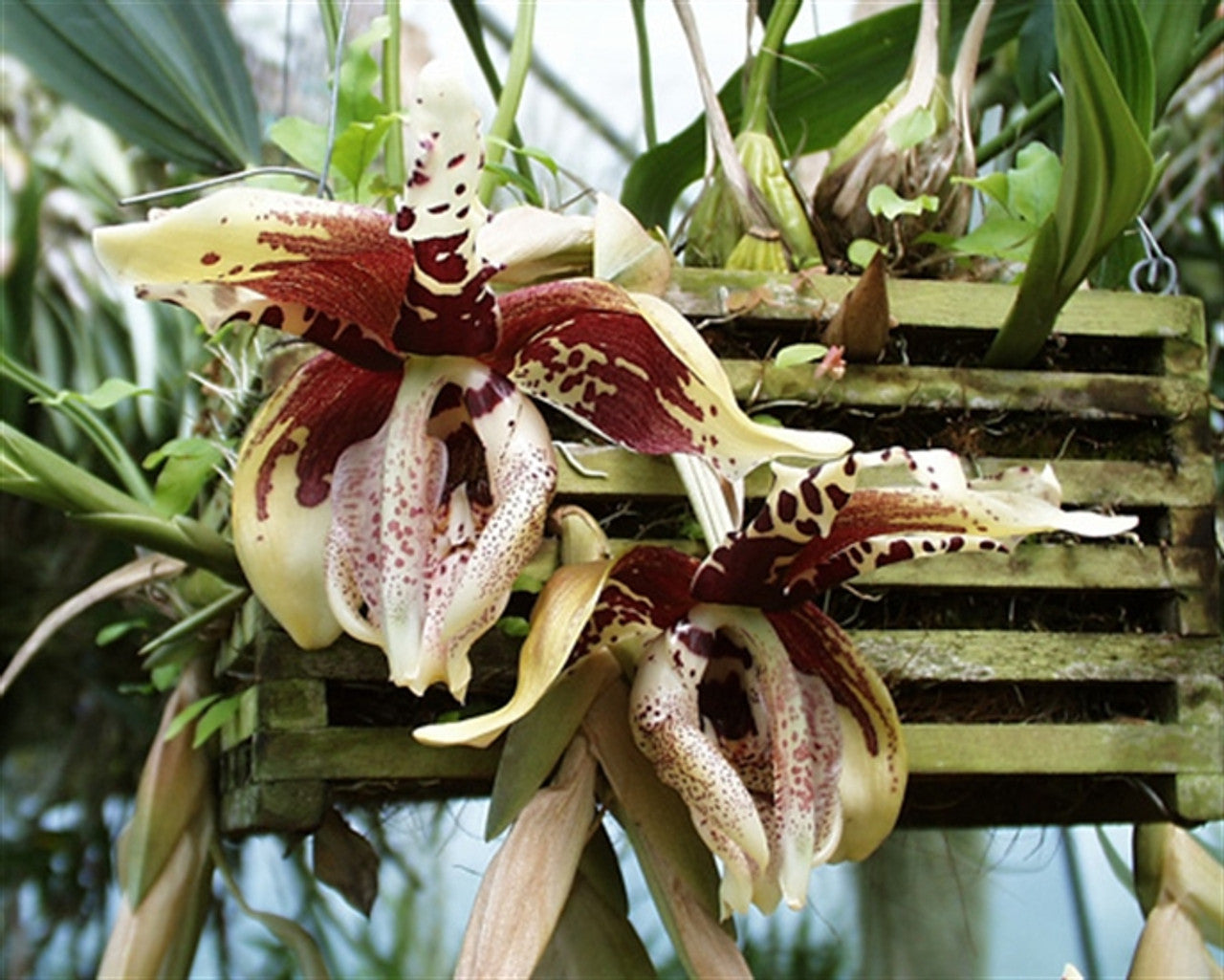 Stanhopea tigrina x jenischiana seedling.