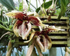 Stanhopea tigrina x jenischiana seedling.