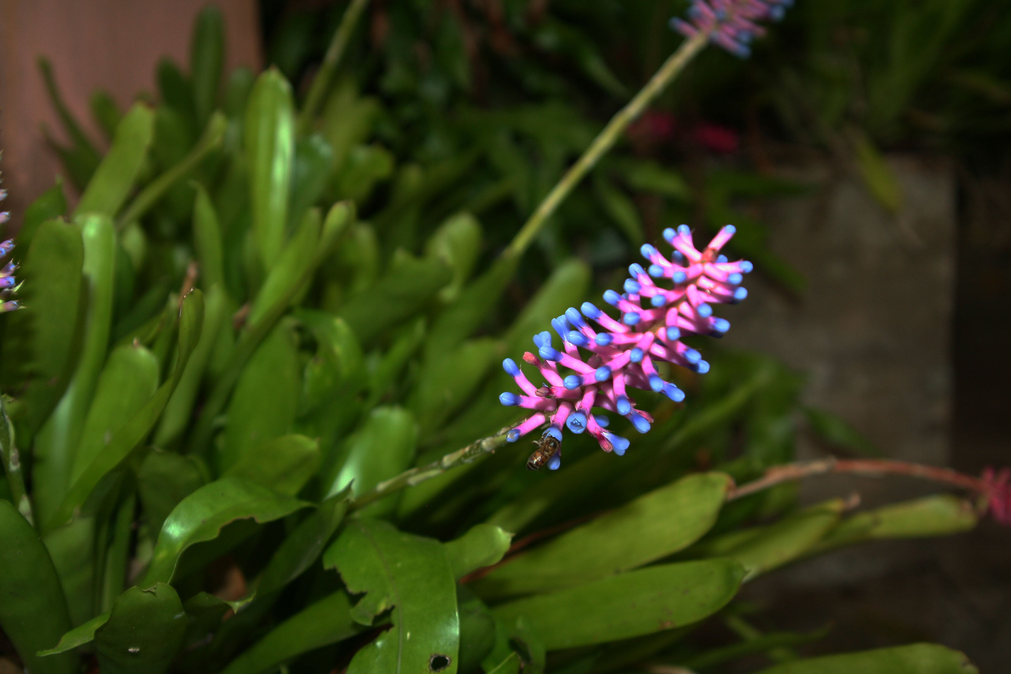 Bromeliad (Match Stick) Aechmea gamosepala Pink & Blue x2 plain green leaves
