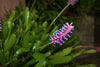 Bromeliad (Match Stick) Aechmea gamosepala Pink & Blue x2 plain green leaves