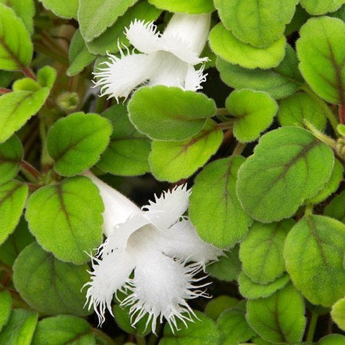 Episca dianthiflora ( lace vine)