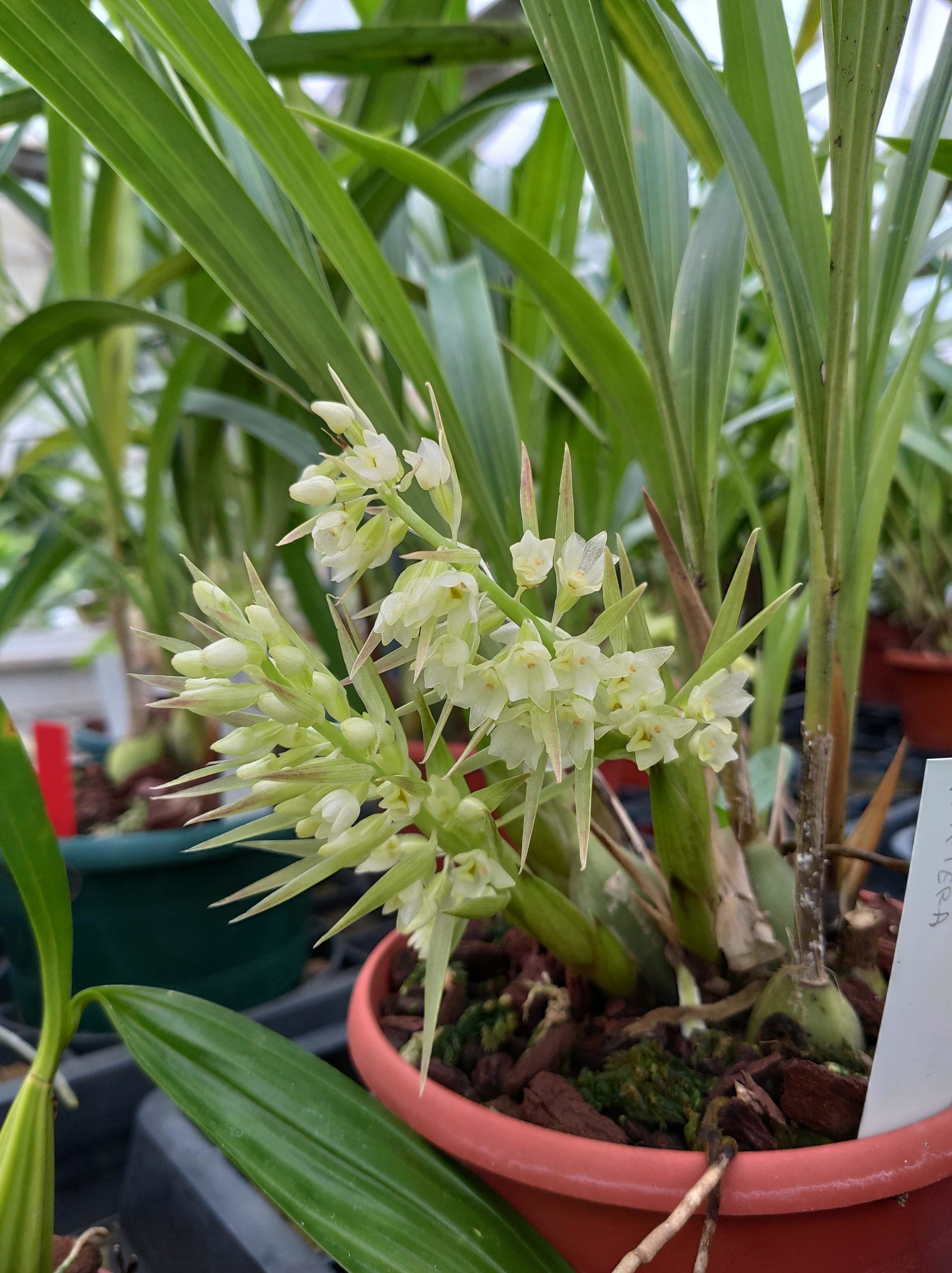 Coelia triptera