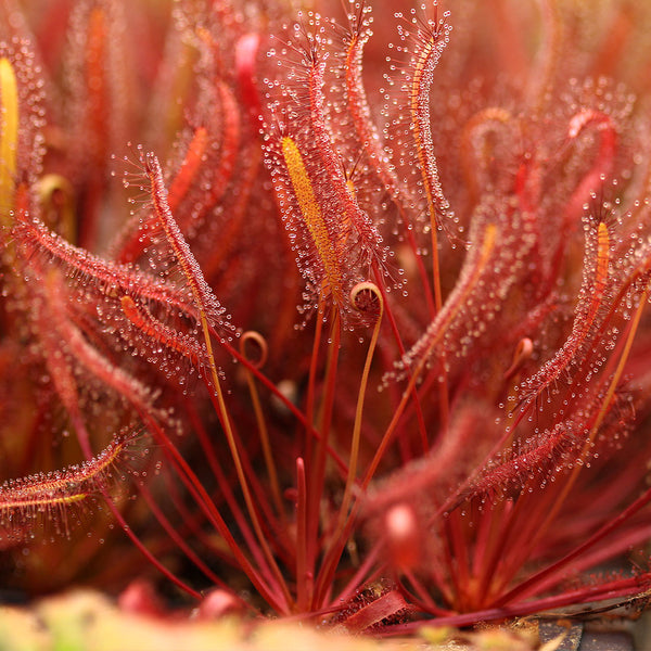 Dosera capensis red form. – Exotic Flora