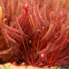 Dosera capensis red form.