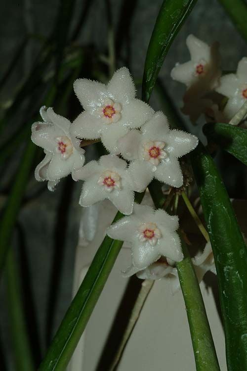 Hoya longifolia