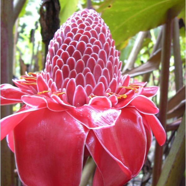 Torch Ginger Red Etlingera