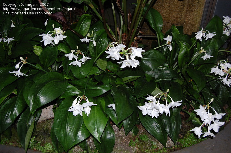 Eucharis grandiflora "Amazon Lily"