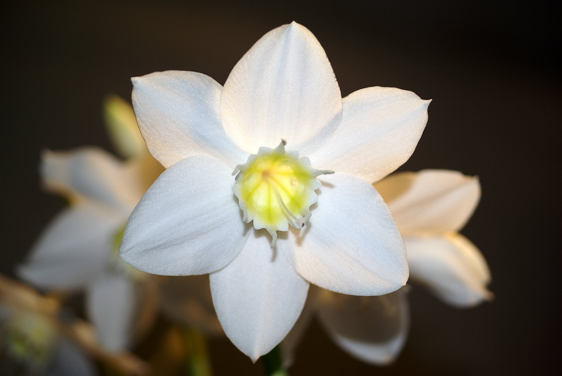 Eucharis grandiflora "Amazon Lily"