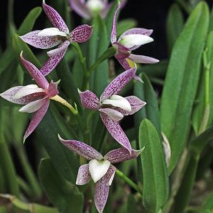 Prosthechea garciana