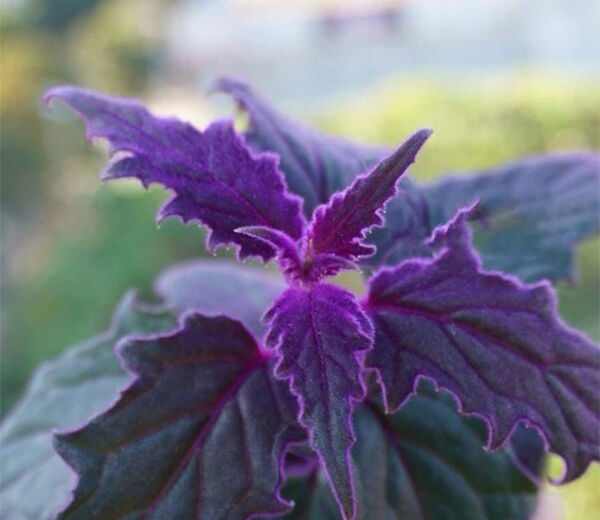 Gynura aurantiaca. Purple Passion Plants