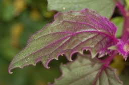 Gynura aurantiaca. Purple Passion Plants