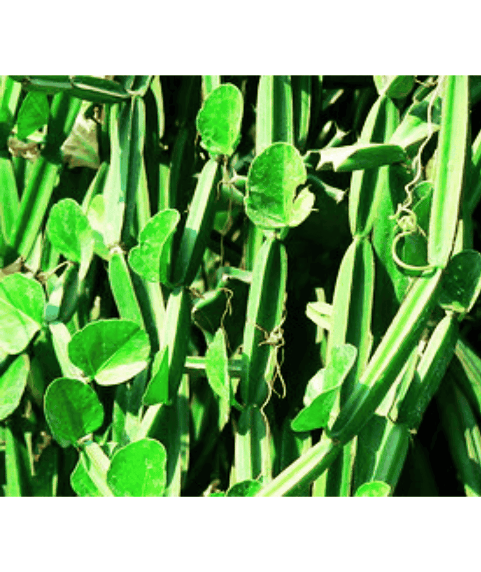 Cissus quadrangularis Also known as Hadjod (Hindi) Pirandai (Tamil)