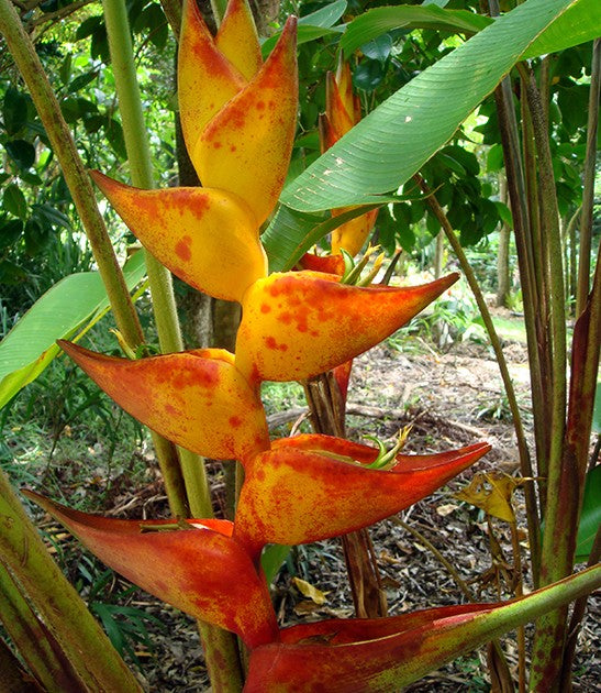 Heliconia splash