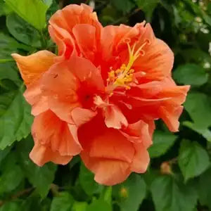 Hibiscus D J O'Brien