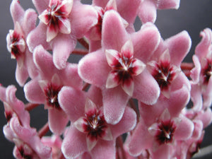 Hoya carnosa dark pink in baskets