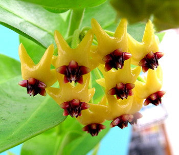 Hoya densifolia