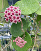 Hoya obovata splash