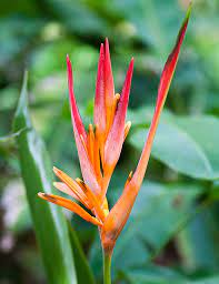 Heliconia psittacorum cv Andromeda