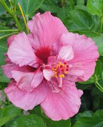 Hibiscus Charles Dixon (Double Light Maroon)