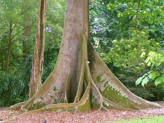 Cieba pentandra Trees (Thornless Kapok Tree) SEEDS