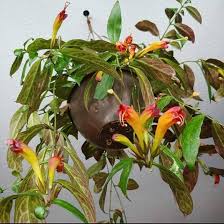 Aeschynanthus black pagoda, (Black Pagoda Lipstick Plant)