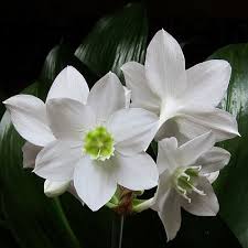 Eucharis grandiflora "Amazon Lily"