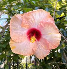 Hibiscus Monet