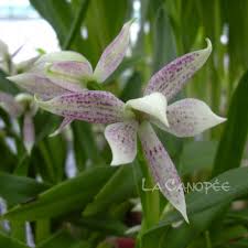 Prosthechea garciana