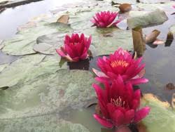 Water Lily Le Vesuve Bright Red