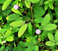 Seeds Mimosa pudica "Touch me not"