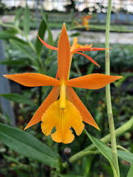 Brassoepidendrum Orchidglade.