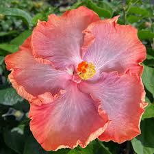 Hibiscus Monet