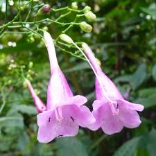 Strobilanthes hamiltoniana Tinkerbells