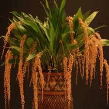 Dendrochilum bicallosum Orchid