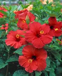 Hibiscus Molly Cummings