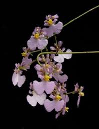 Tolumnia sylvestris