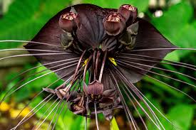 Black Bat Flower (Tacca chantrieri)