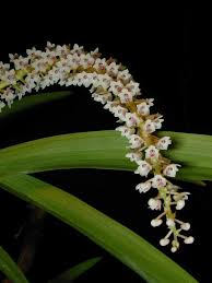 Eria multiflora (Orchis)