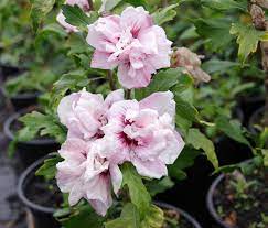 Hibiscus Bride (Medium Double Pale Pink)