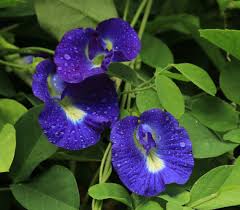 Clitoria Ternatea ( Butterfly Pea) Seeds
