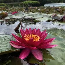 Water Lily Le Vesuve Bright Red