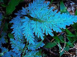 Peacock fern (Selaginella willdenowii)