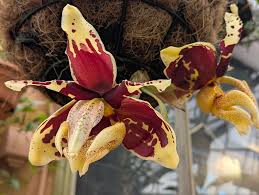 Stanhopea tigrina