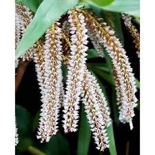 Eria multiflora (Orchis)