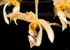 Stanhopea tigrina x jenischiana seedling.